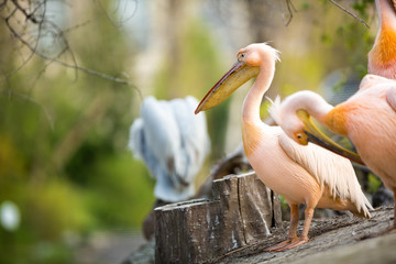 beautiful  white pelican