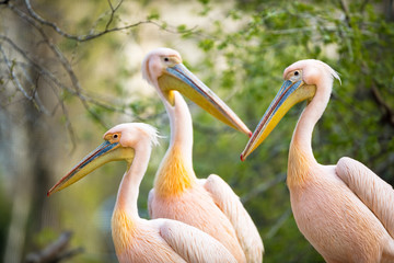 Flock of white pelican