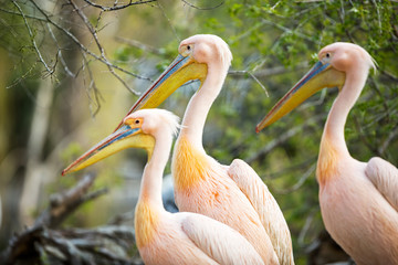 three white pelican
