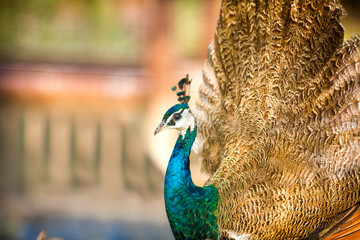 Fototapeta premium proud beautiful Peacock