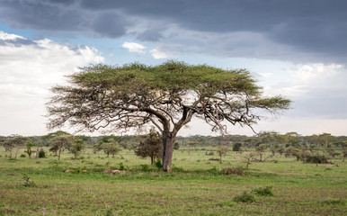 Fototapeta na wymiar Landscape of the africa tree