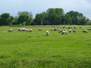sheep and lamb