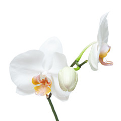 Fife day old white orchid isolated on white background.