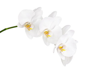 Plakat Orchid isolated on white background.