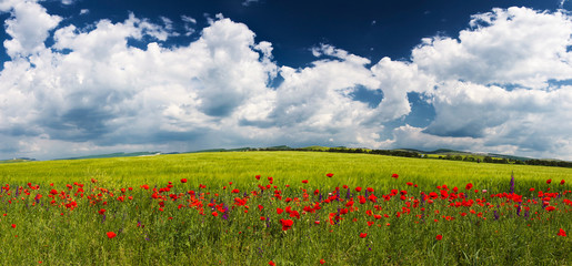 Fototapeta na wymiar Field with flowers in summer time