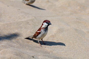 Sparrow