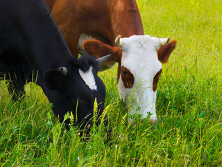 Naklejka na ściany i meble Cows on field. Agricultural landscape