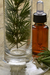 Pinus Pine Pin Kiefern Sosna Сосна Çam סאסנע