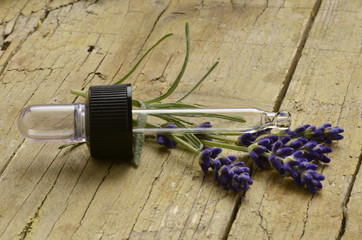 Lavandula Lavanda Lawenda Lavendel Лаванда © Comugnero Silvana