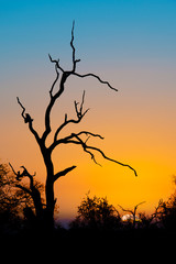 Sunset in Kruger park, South Africa