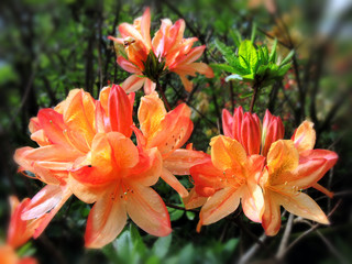 oranger Rhododendron