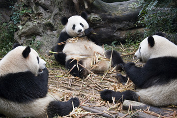 Group of Giant Panda - Chengdu - China