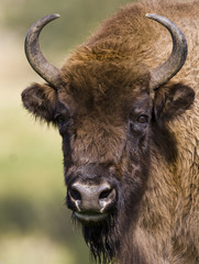 European Bison - Bison bonasus - Belarussia