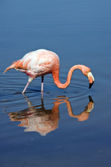 American or Caribbean Flamingo (Phoenicopterus ruber)