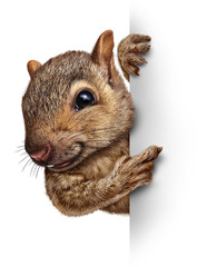 Squirrel Sign - obrazy, fototapety, plakaty
