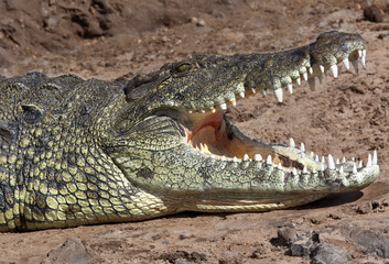 Nile Crocodile