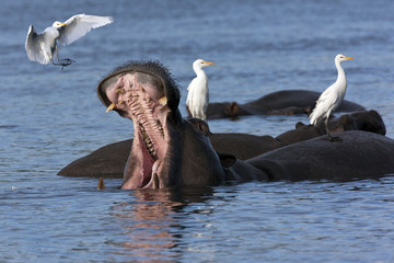 Hippopotamus with Egrets - Botswana