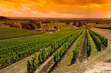Fototapeta na wymiar Vineyard Sunrise-Vineyards of Saint Emilion, Bordeaux Vineyards