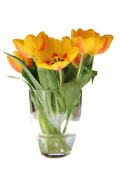 Tulpen
