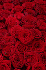 Big group of red roses