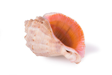 large isolated seashell
