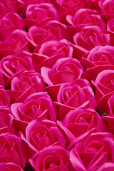 Obraz premium roses