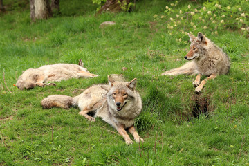 Three coyotes relaxing in the grass