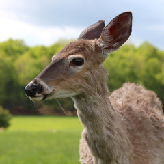 Young white tail deer in a field of grass