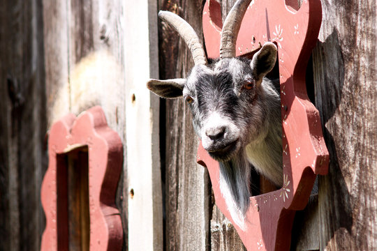 Black and white goat peeking its head out from a barn