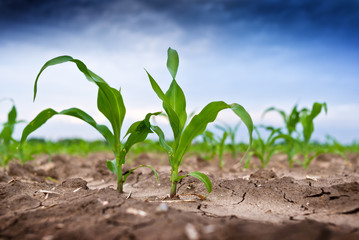 Young green corn in agricultural field