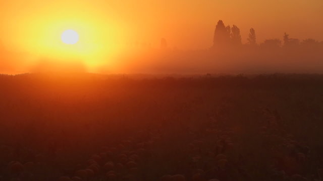 Pumpkin Patch Foggy Sunrise