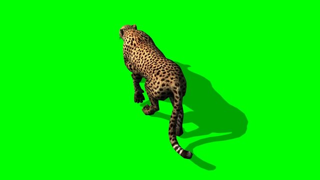 Cheetah sneaks -  on green screen