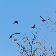 Four crows on a tree