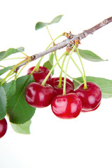 branch cherries
