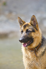 German Shepherd dog portrait