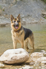 German Shepherd