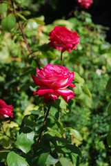Pink roses