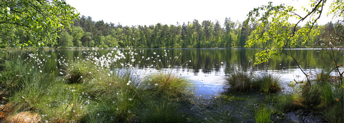 Fototapeta Leśna panorama nad jeziorem obraz
