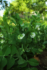 young pea bushes.
