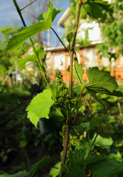 Young shoot of the vine and cluster of grapes ovary.