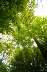Fototapeta premium Green forest in spring