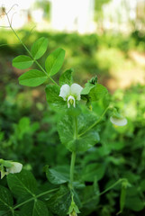 Flowering shrubs peas.