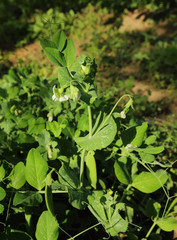 young pea bushes.