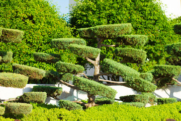 formal garden shot - thuja tree