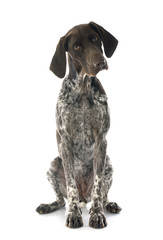 German Shorthaired Pointer