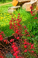 Fototapeta na wymiar Rote Blumen im Garten