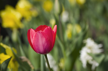 red tulip in the foreground_horizontal