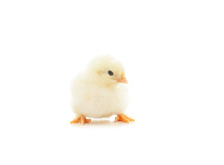 chicken isolated on white background