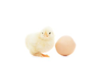chicken and egg isolated on white background