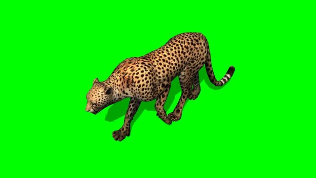 Cheetah walks -  on green screen